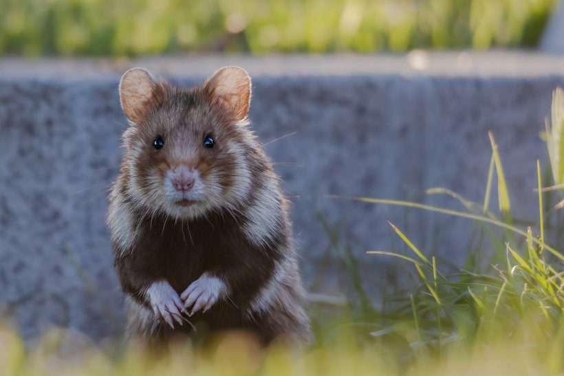 Brauner Hamster mit weißen Flecken steht auf einer grünen Wiese.