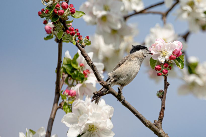 Eine Sumpfmeise sitzt auf einem Ast, umgeben von blühenden, weißen Blumen und Knospen.