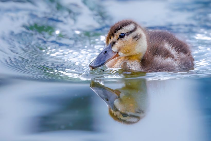 Entenjunges schwimmt im Wasser und spiegelt sich in der Oberfläche.