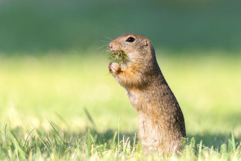 ground squirrel sits on the green and holds a piece of grass in the front paws.