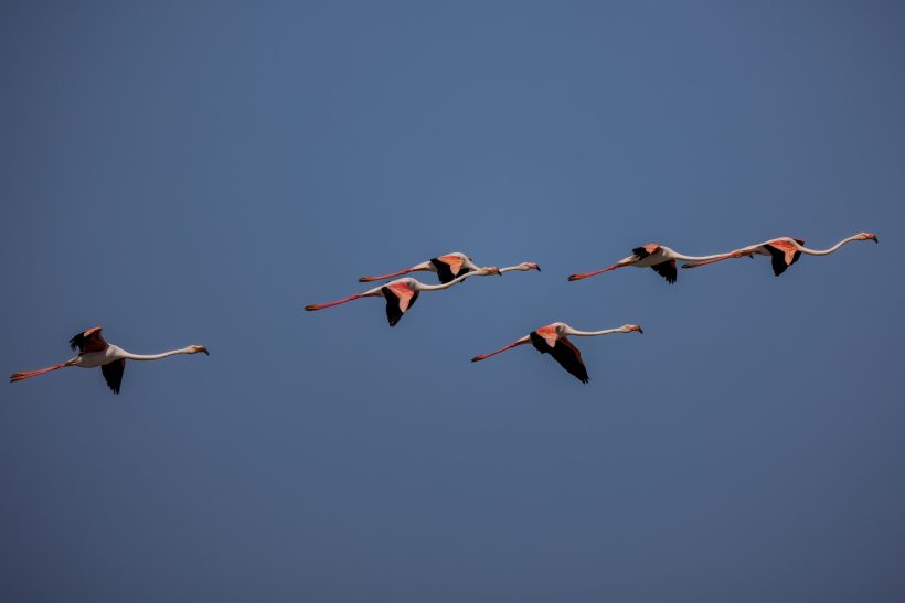 Five flamingos fly in V format over a blue sky.