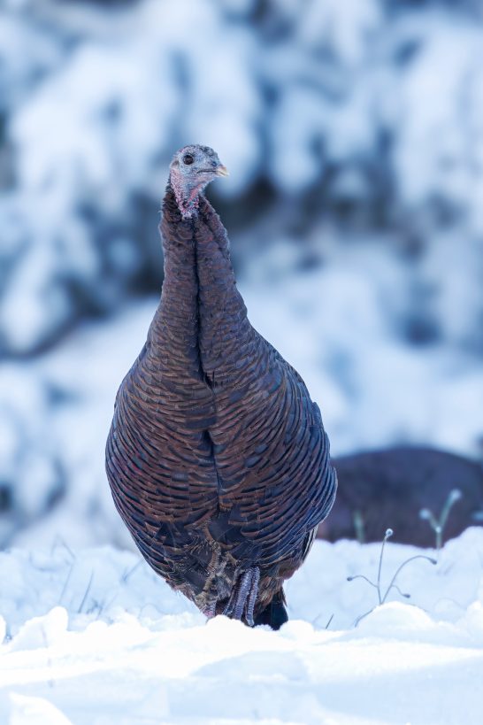 Wild turkey stands in the snow against a blurred, wintry background.