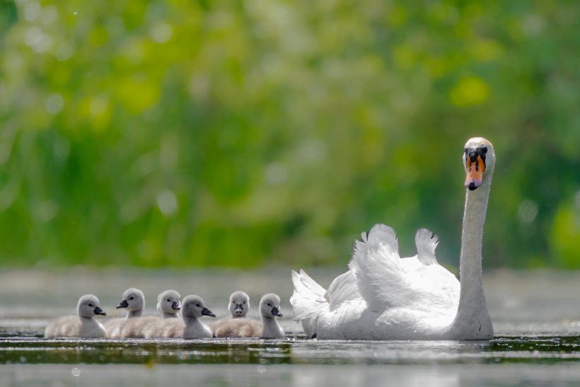 Eine weiße Schwanenmutti schwimmt mit ihren sieben Küken auf einem ruhigen Gewässer.