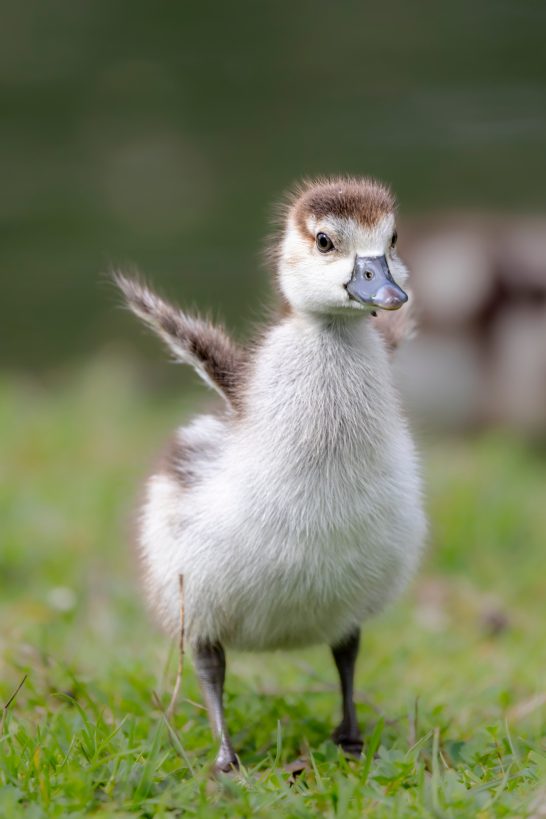 Junges Entenküken mit flauschigem Gefieder steht auf grünem Gras.