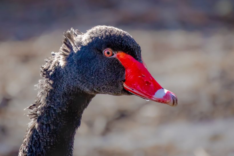 Close-up of a black swan with black plumage and red beak tip.