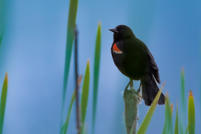 Red-winged blackbird with red chest sits on a green reed against a blue background.