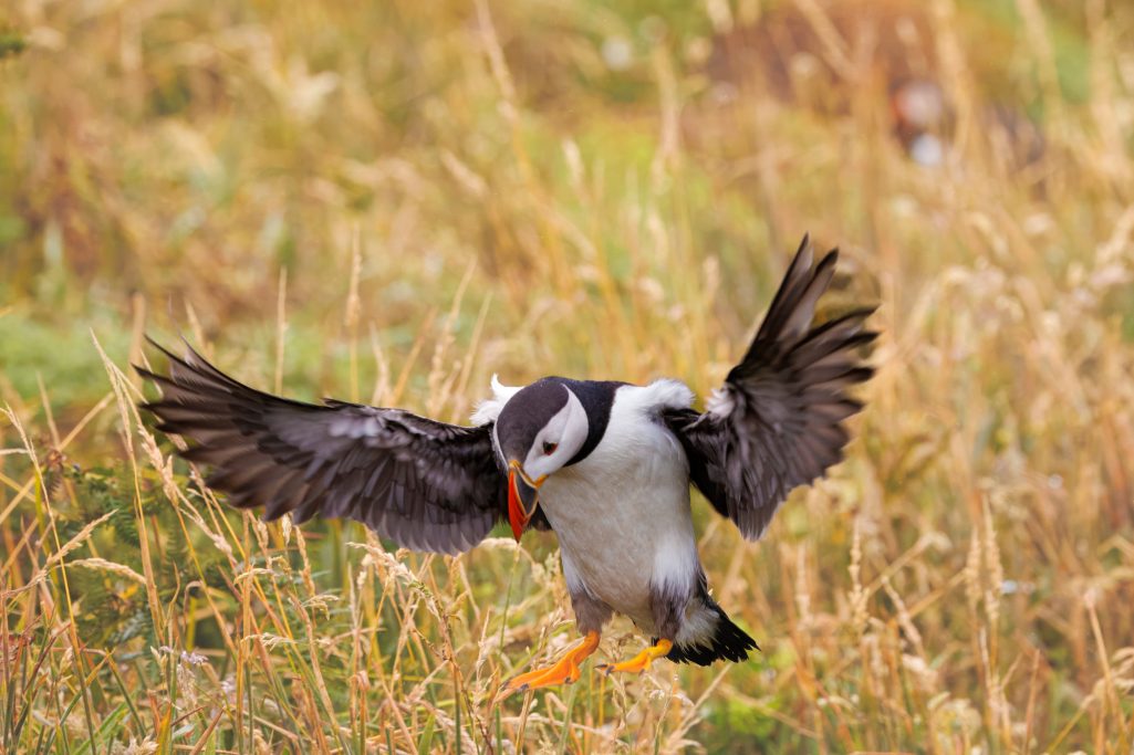 Papageientaucher mit ausgebreiteten Flügeln im Gras, bereit zum Landen.