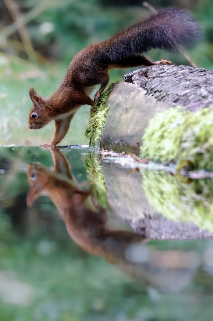 A squirrel bends over a moat and sees his reflection.