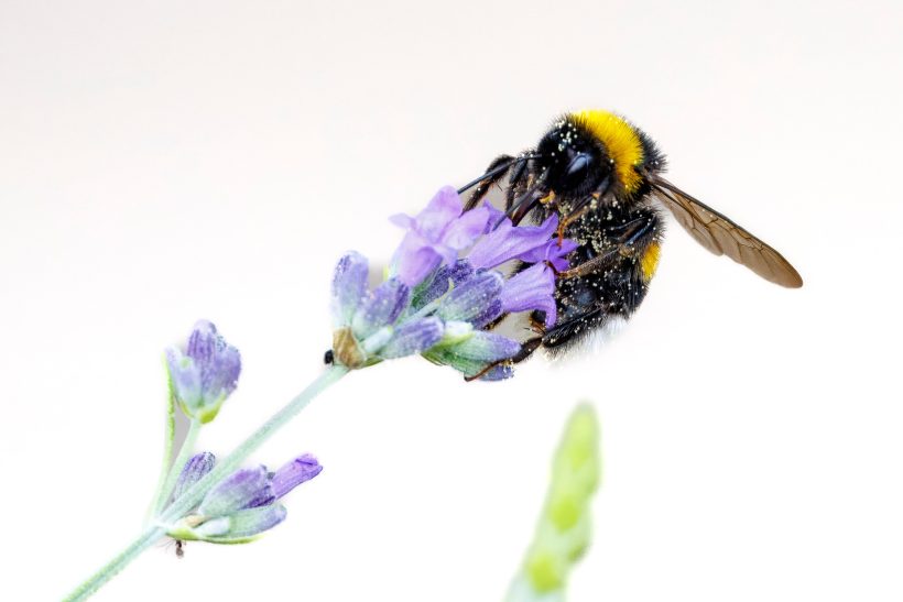 Hummel auf lila Lavendelblüte, detailreiche Nahaufnahme.