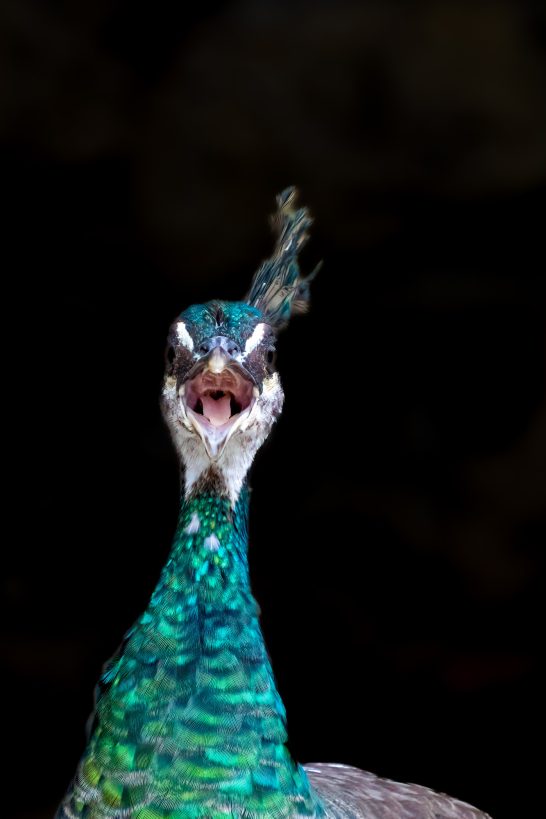 Screaming peacock with shimmering plumage and raised comb.