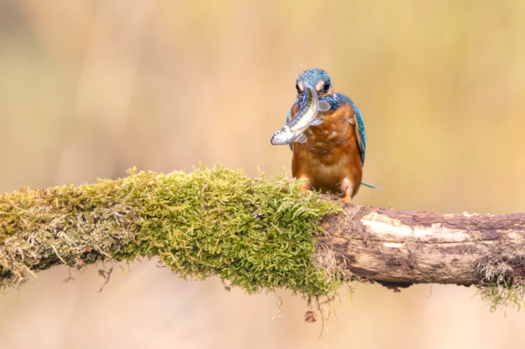 Kingfisher sits on a moss-covered branch with fish in the beak.