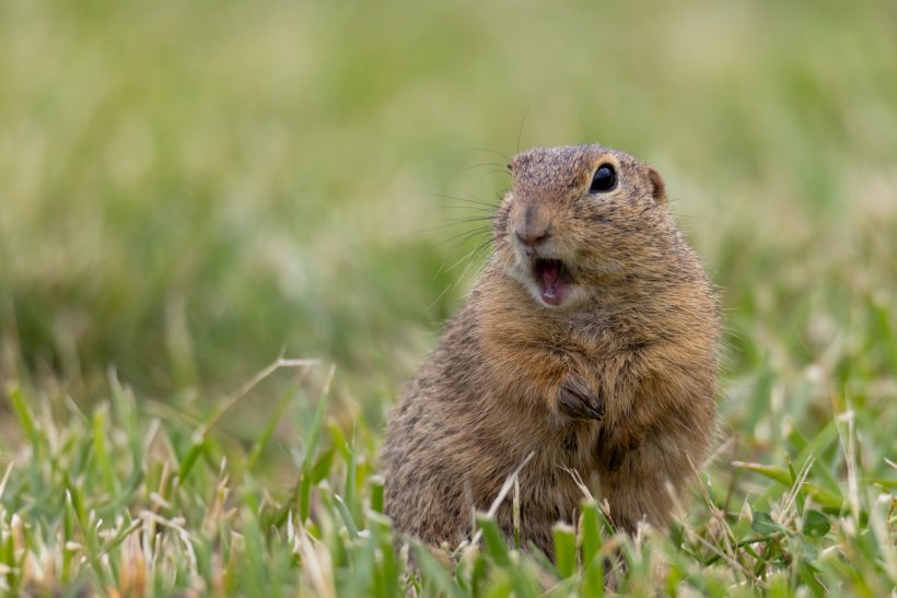 Eine kleines Ziesel steht aufrecht im Gras und schaut aufmerksam.