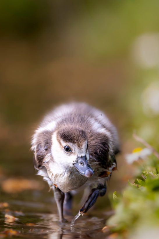 Junger Vogel mit graufarbigen Federn, der im Wasser läuft.