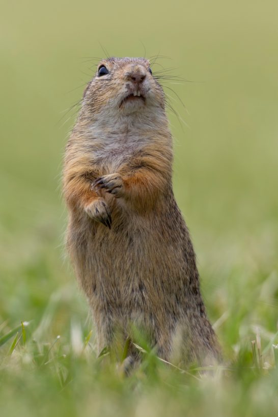 An upright ground squirrel with an attentive view, surrounded by green grass.