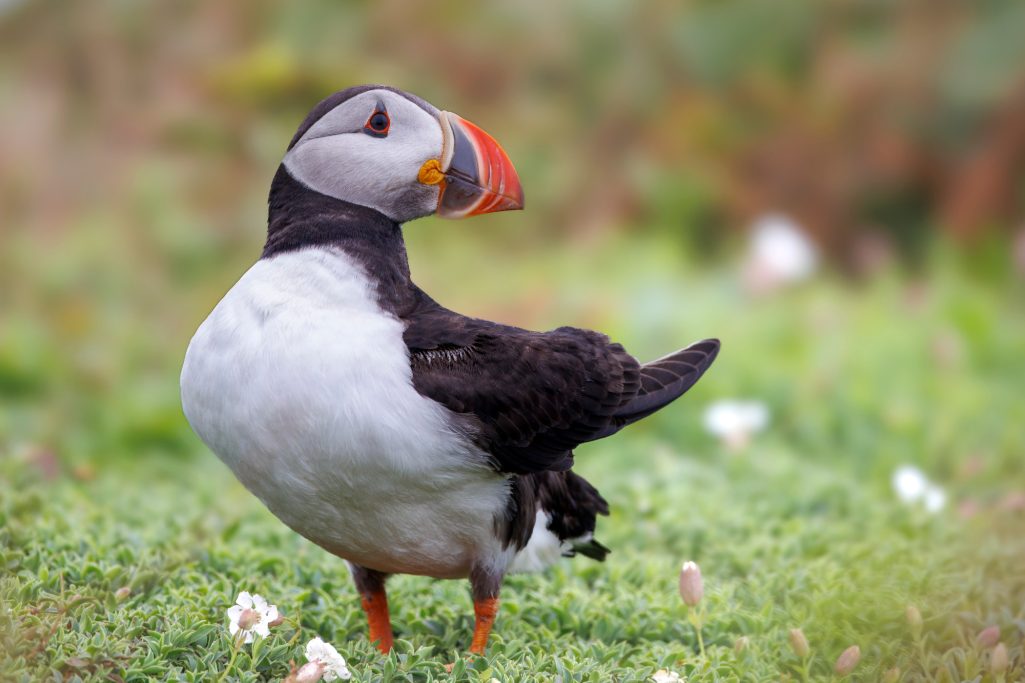 Ein Papageitaucher mit orangefarbenem Schnabel steht auf grünem Gras.