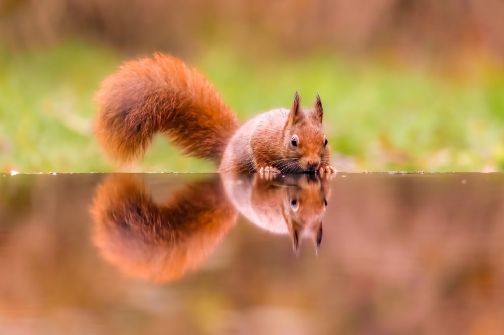 Eichhörnchen trinkt an einer Wasserstelle, gespiegelt im Wasser.