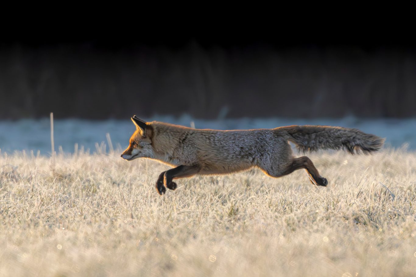 A fox jumps over a meadow in soft lighting conditions.