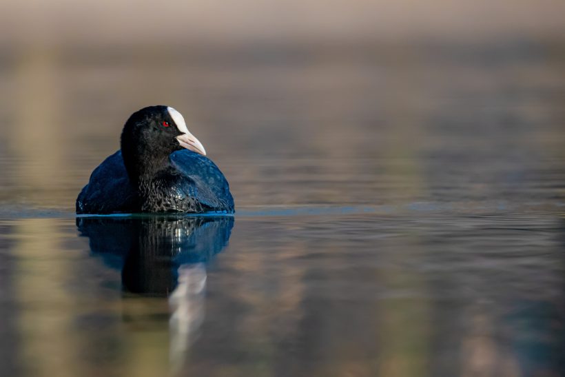 A floating coot on calm water, with black plumage and red beak.