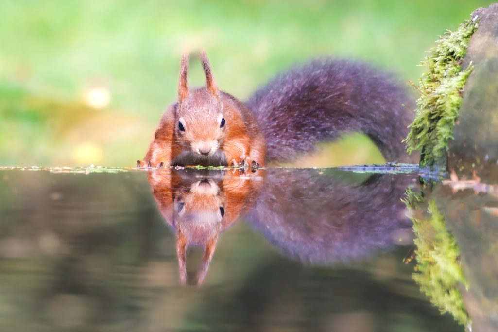 Eichhörnchen trinkt am Wasser, Spiegelung im klaren Wasser sichtbar.