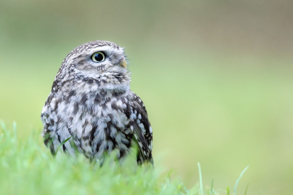 Little owl on a green background, with an attentive view.