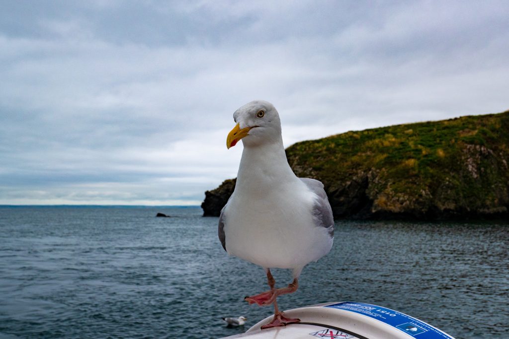 Eine Möwe steht auf einem Boot, mit dem Meer und einer grünen Küste im Hintergrund.