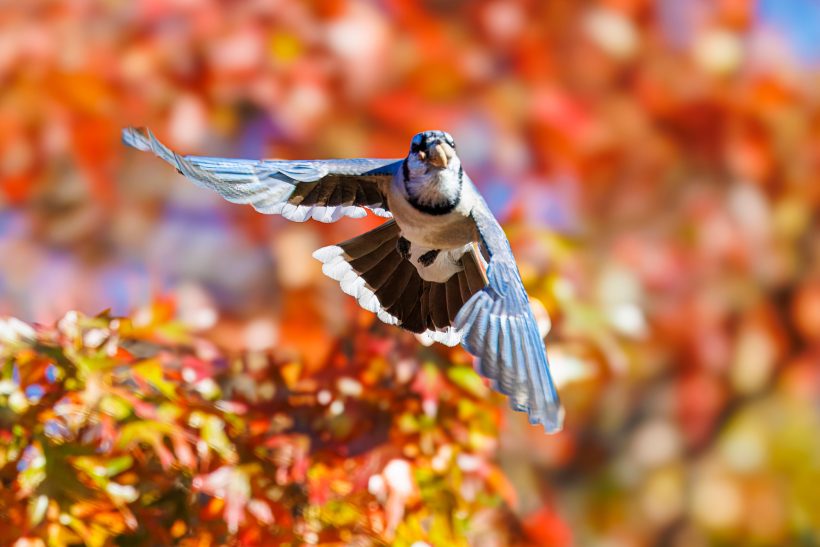 Blue Jay flies with colorful autumn foliage.