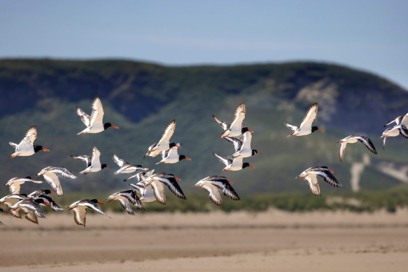 A group of oystercatchers flies over a sandy beach with hills in the background.