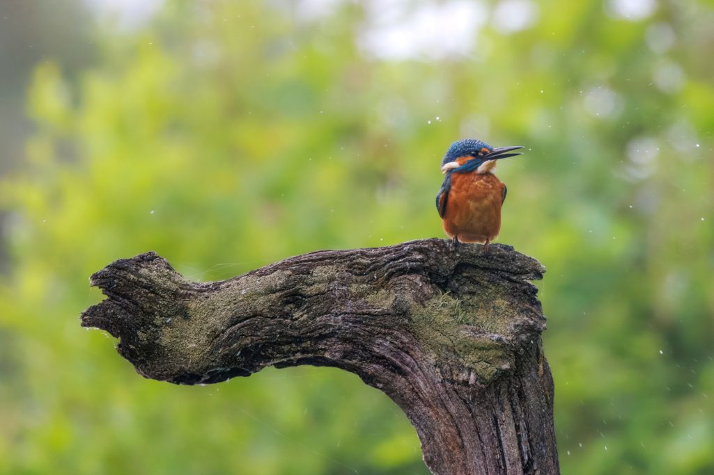 A blue kingfisher sits on a branch over green plants.