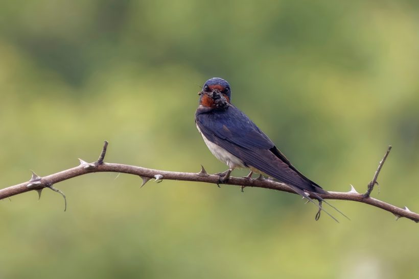 A barn swallow sits on a thin branch with a blurred green background.