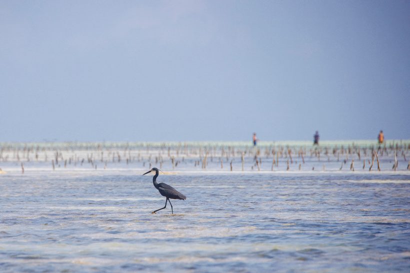 Purpurreiher am Wasser, im Hintergrund schemenhafte Silhouetten von Menschen.