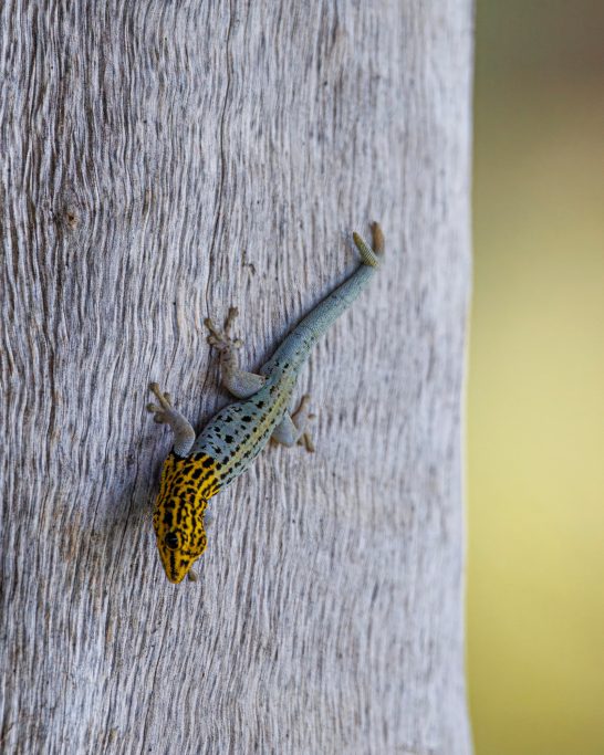 Kleiner Gecko mit gelbem Kopf, krabbelt an einer grauen Oberfläche.