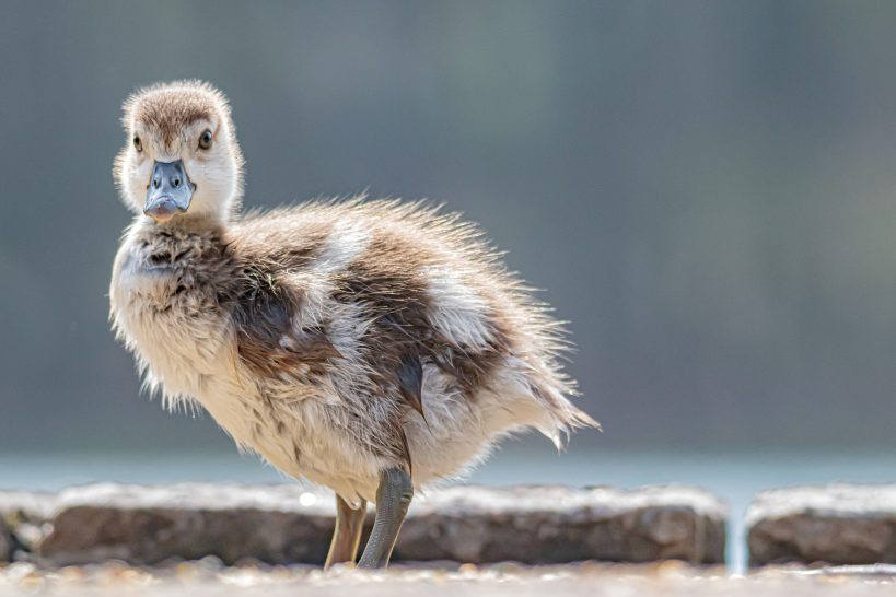 Young water poultry with grey-brown plumage stands on the shore.