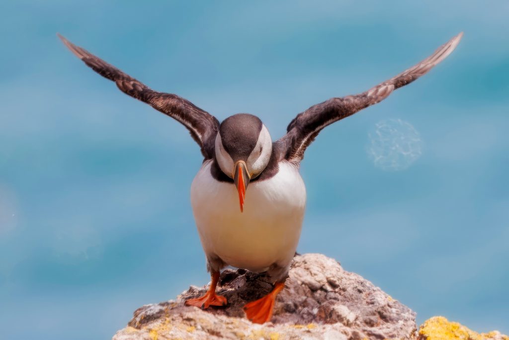 Papageientaucher breitet seine Flügel aus und steht auf einem Felsen am Meer.