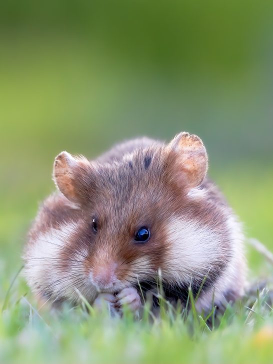 A lively hamster with brown and white fur sits in the grass.