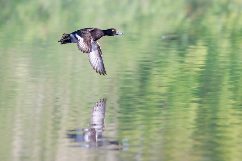 A tufted duck flies over calm water and is reflected in the reflective waters.