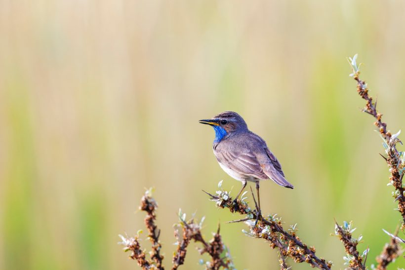 A blue throat is sitting on a branch against a blurred background.