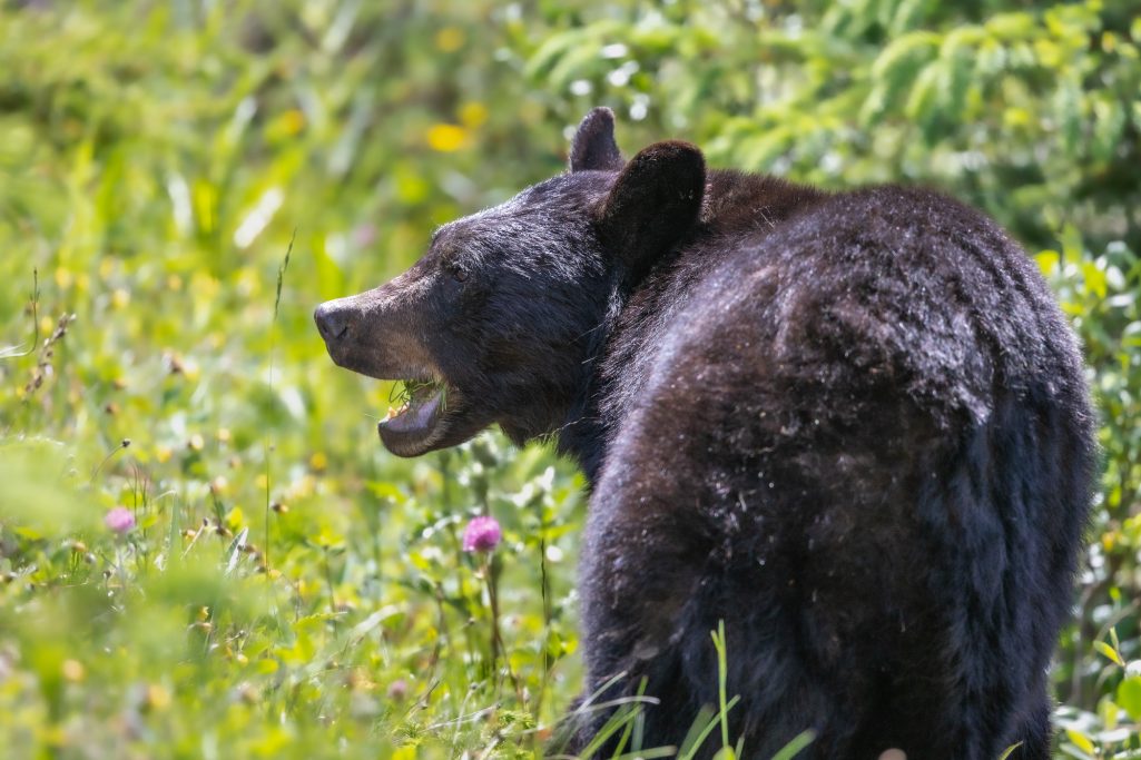 Schwarzer Bär auf einer Wiese, mit geöffnetem Maul, umgeben von grünen Pflanzen.