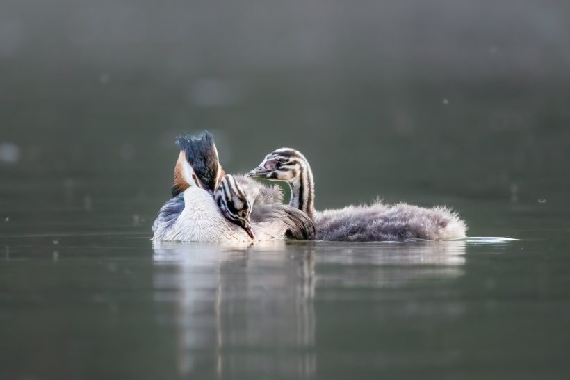 Crested Grebes on calm water, with gentle reflections around them.