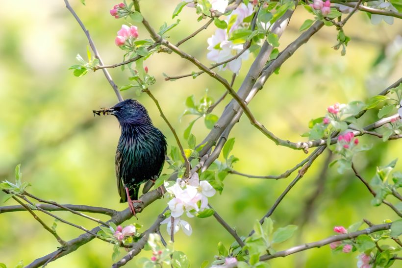 A starling with a greenish shimmer sits on a branch with flowers.