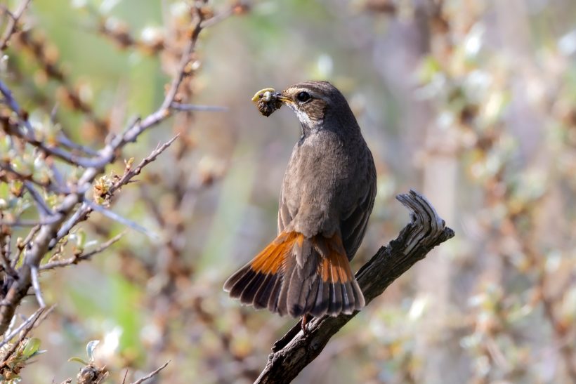 Bluethroat with orange tail and food in the beak, sitting on a branch.