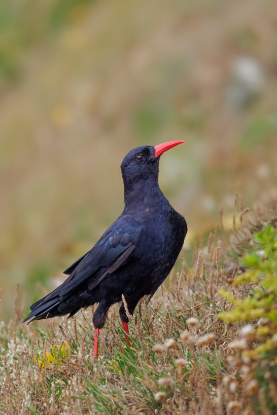 Alpenkrähe mit rotem Schnabel und Beinen, steht im Gras.