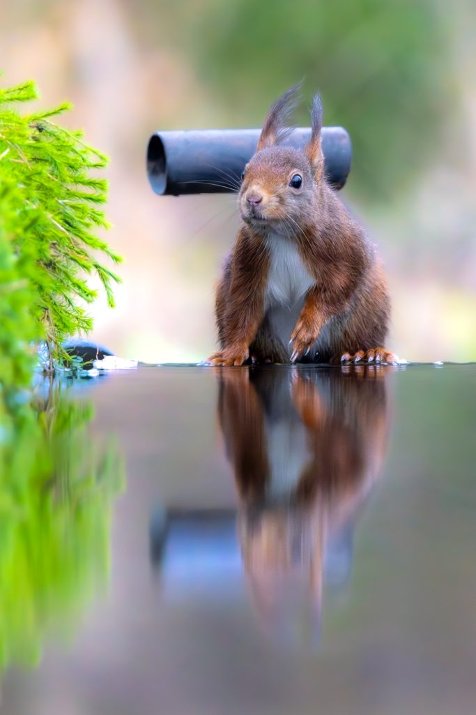 Squirrel sits on a reflective surface surrounded by green plants.