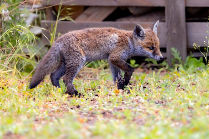 Ein junger Fuchs, der in grünem Gras umherläuft.