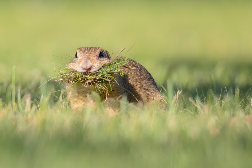 Ein Ziesel mit grünem Gras im Maul sitzt auf einer Wiese.