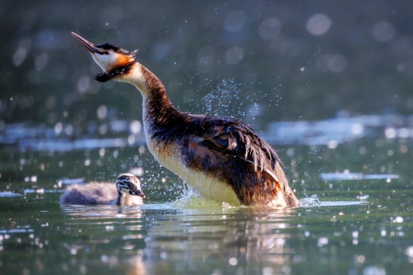 Ein Haubentaucher springt aus dem Wasser, während ein Jungtier in der Nähe schwimmt.