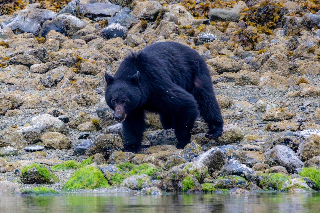 Black bear stands on a rocky shore, surrounded by stones and algae.