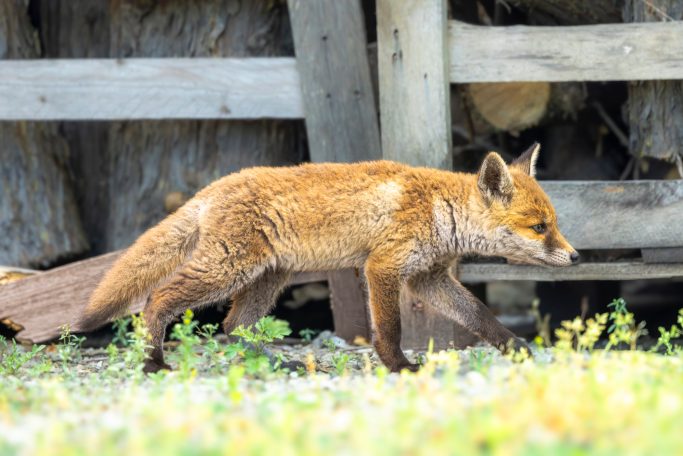 A red fox puppy runs over a meadow in front of a wooden ground.