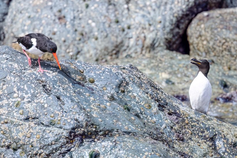 An oystercatcher and a razorbill stand on rocky ground.