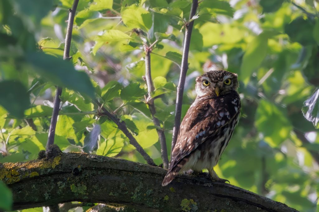 Little owl on a branch, surrounded by green leaves.