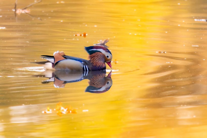 A mandarin duck swims on golden water.